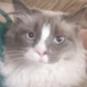 Meet your Posher, Kristed